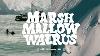 Marshmallow Walrus