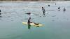 Orphaned Seal Pup Swims From Board To Board To Hang With Surfers At Tourmaline Surf Park