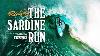 Riding The Sardine Run The Wildest Surfing Adventure On Earth